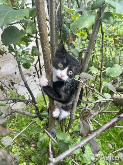 Кошечка