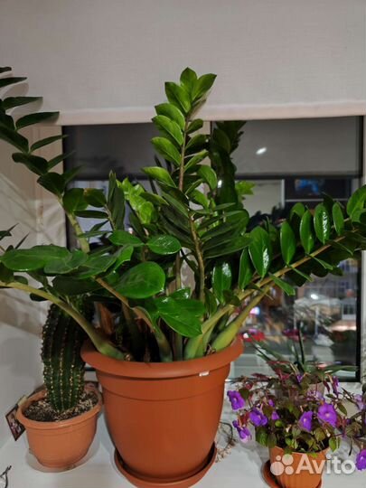 Замиокулькас