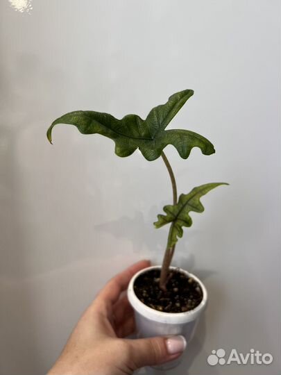 Алоказия Жаклин