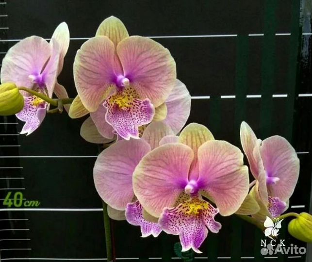 Фаленопсисы Азия - часть 2