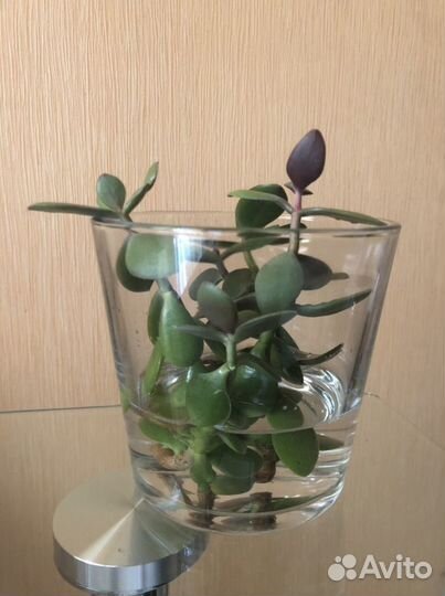 Комнатные цветы бесплатно, денежное дерево