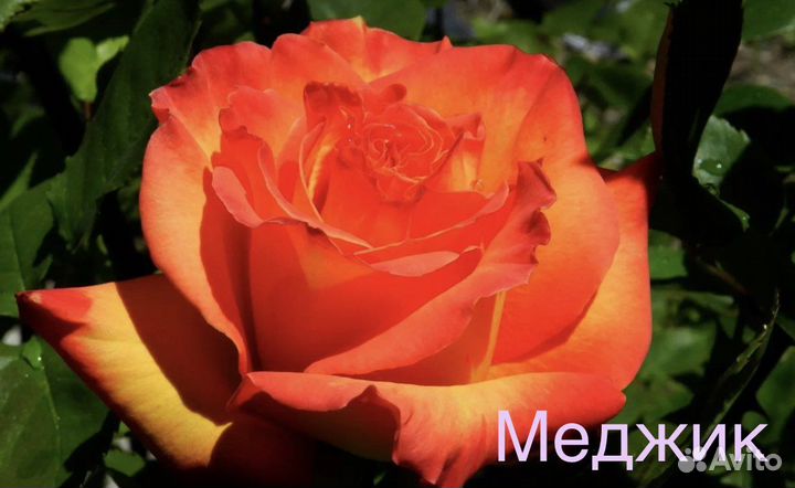 Саженцы роз собственнокорневые