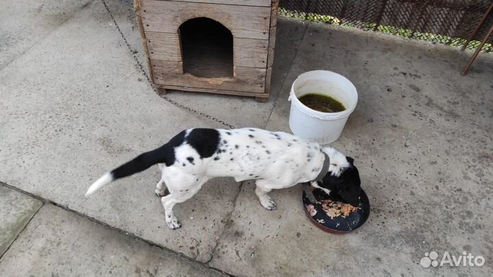 Собака в добрые руки