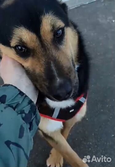 Спасите Рона