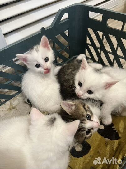 Котята