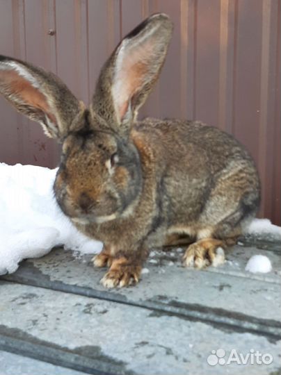 Продаётся крол, фландер 8,5 месяцев