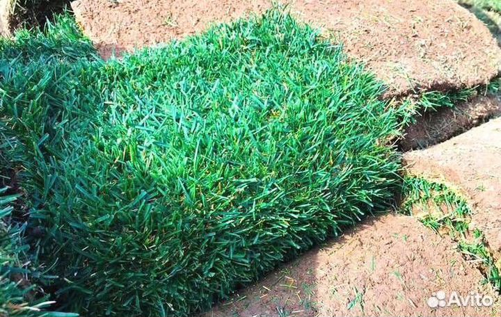 Рулонный газон Укладка Автополив