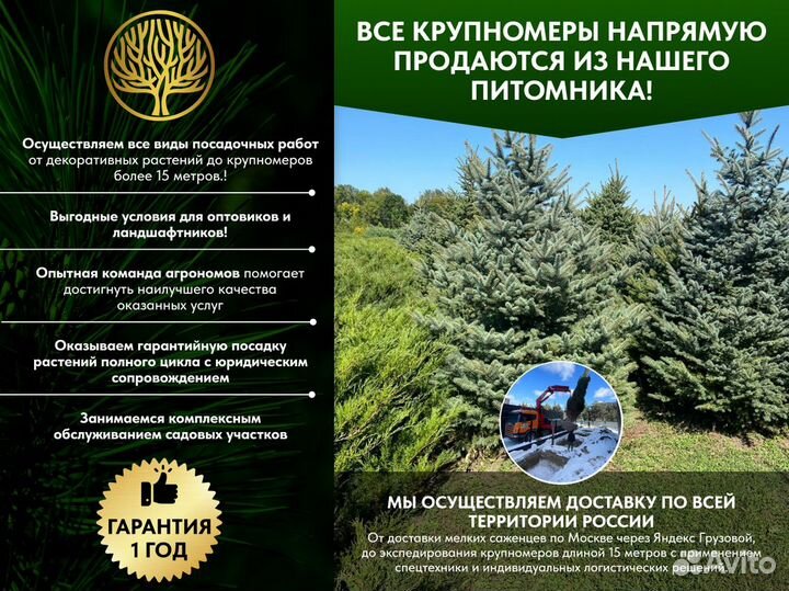 Ель Голубая колючая, крупномер