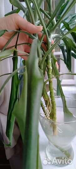 Пальма юкка