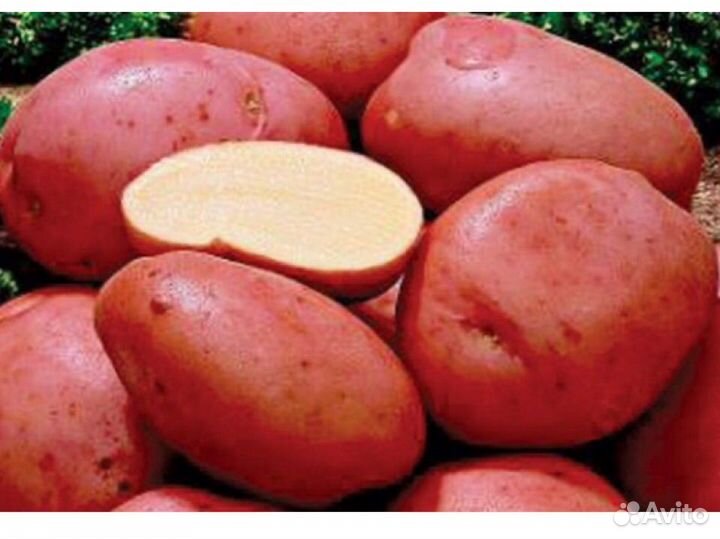 Картофель, сорт Red-Леди
