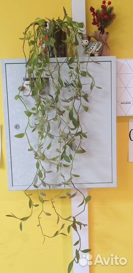 Традесканция бесплатно