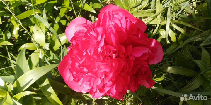 Цветы пионы, Этчед салмон, травенистый