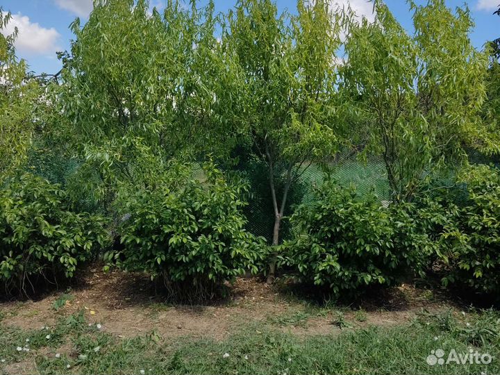 Гибискус штамбовый