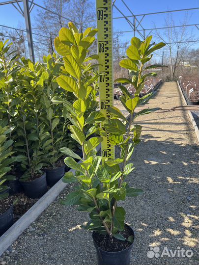 Лавровишня Новита С7,5л 100-120см