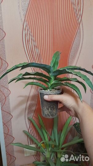 Сансевиерия блу кью взрослая