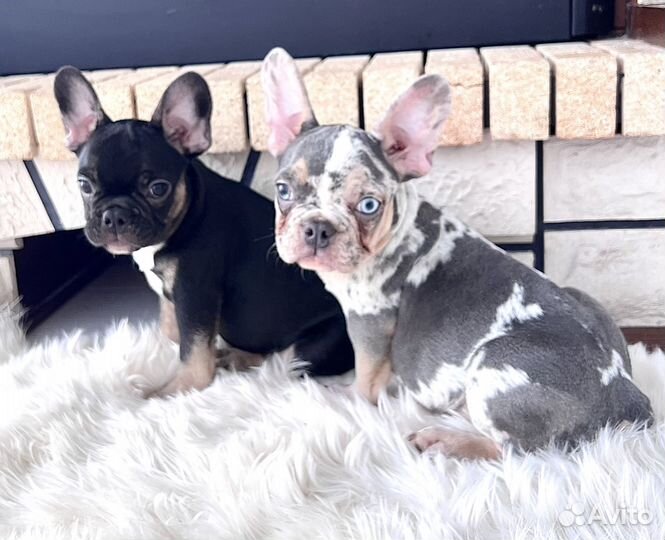 Две девочки