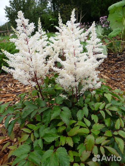 Астильба Рок энд Рол