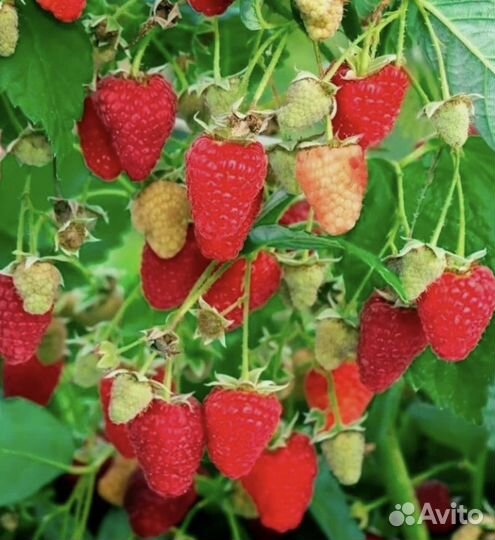 Ремонтантная малина маравилла, Химбатоп