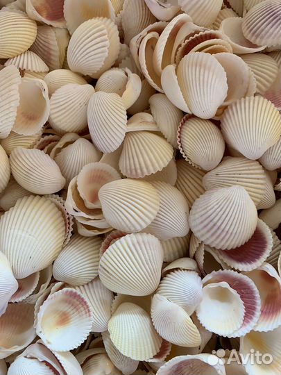 Ракушки морские 1кг