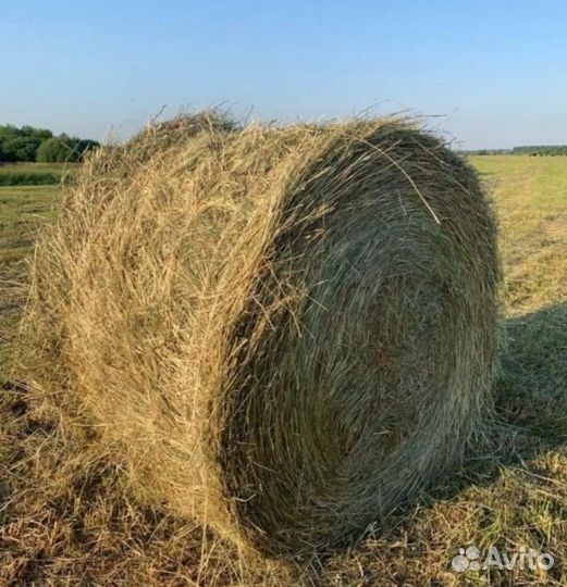 Сено в тюках