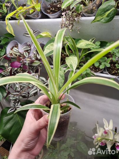 Цветы. Хлорофитум детка в стаканчиках