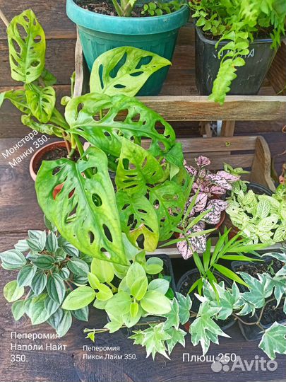 Комнатные растения