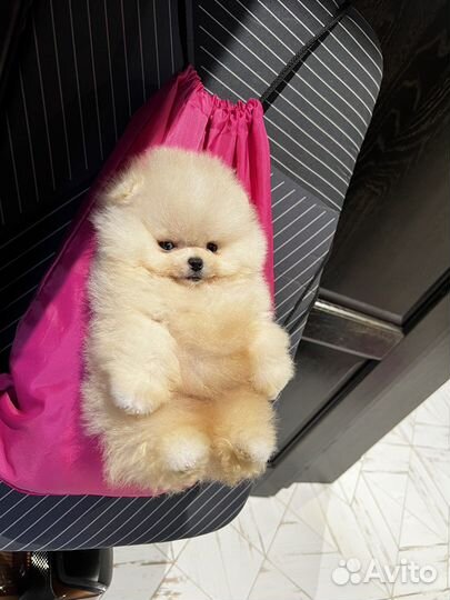 Вот такие у нас Мишки шпицы