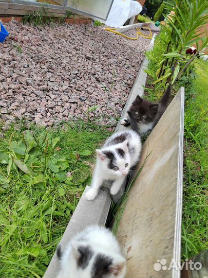 Котята в добрые руки бесплатно