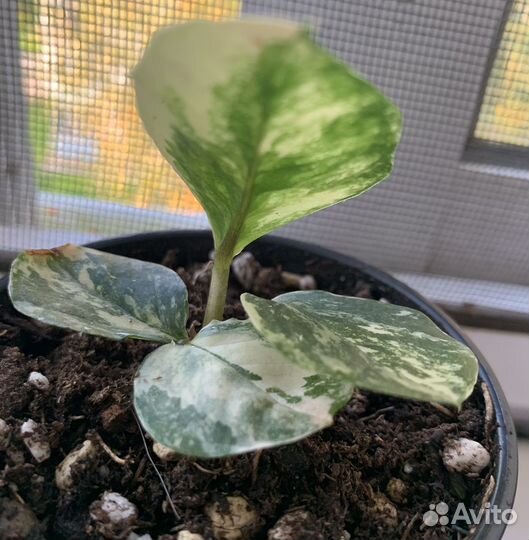 Замиокулькас вариегатный