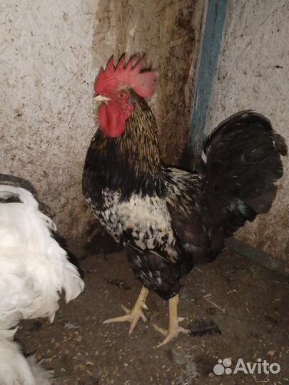 Петухи