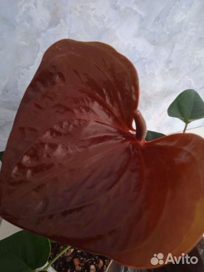Антуриум Эссенция