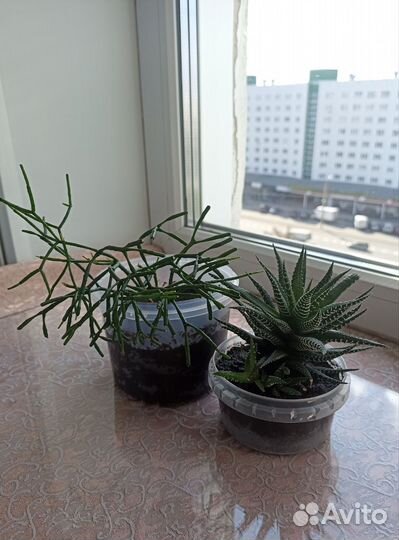 Хатиора, хавортия