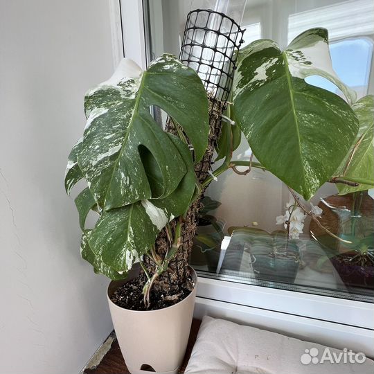 Монстера альба вариегатная