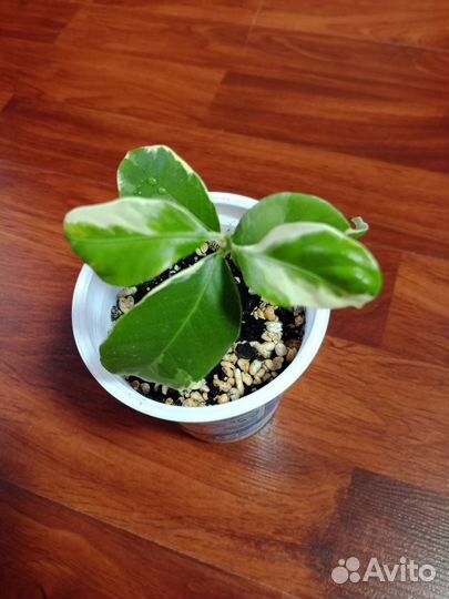 Лимон вариегатный 