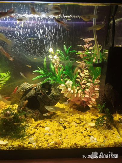 Аквариумные рыбки