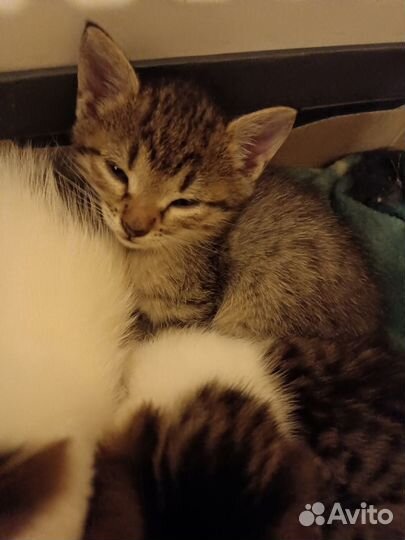 Отдам котят в добрые руки