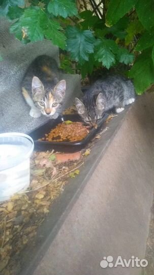 Котенок в добрые руки