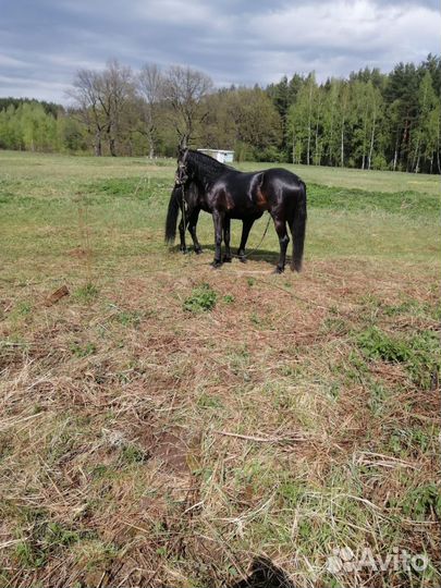 Лошадь рысак