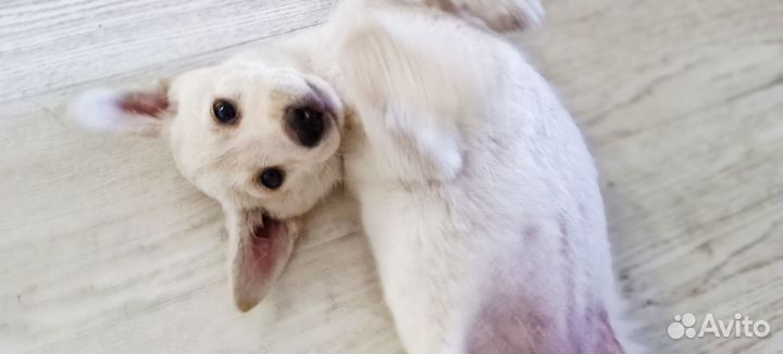 Маленькая девочка лапочка