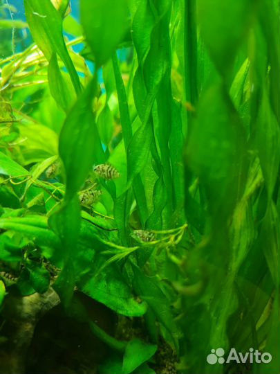 Аквариумные рыбки