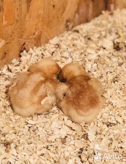 Цыплята круглый год всех возрастов