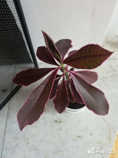 Синадениум