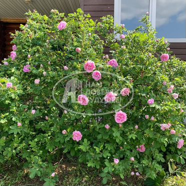 Дом 191,3 м² на участке 15,9 сот.