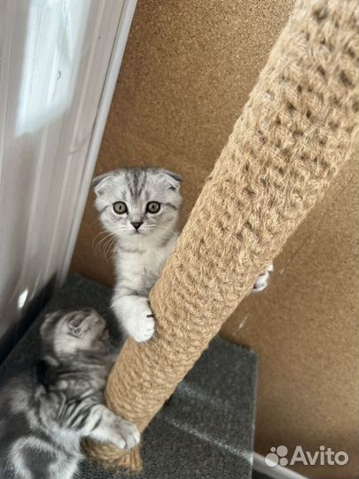 Вислоухие котята