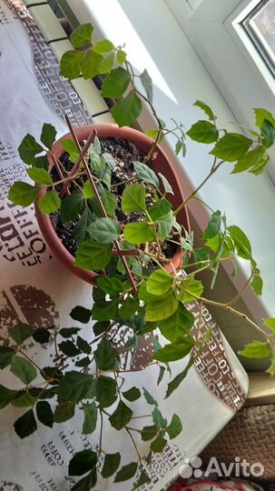 Роициссус Циссус Берёзка цветок комнатный