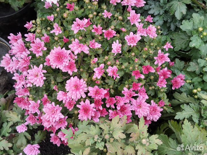 Хризантема корейская и мультифлора