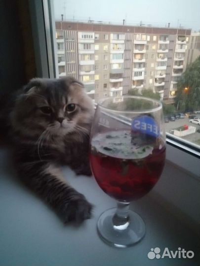 Кот вязка