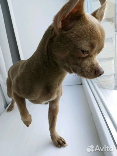 Ищем подругу