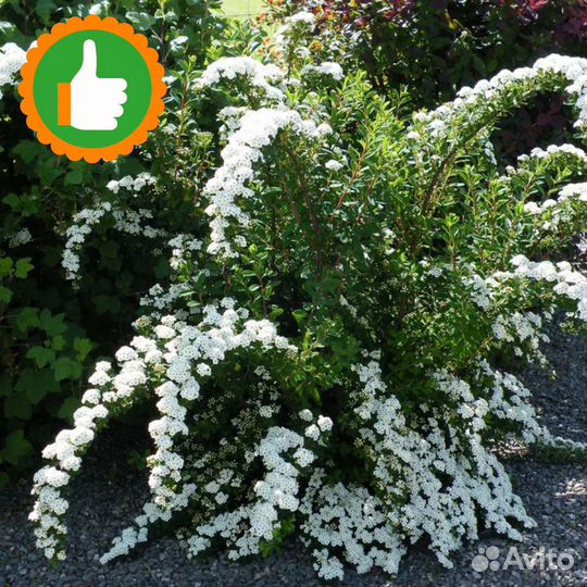 Саженцы Спирея Ниппонская Снаумаунд