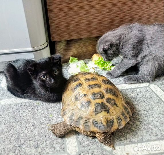 Шотландская Крошка